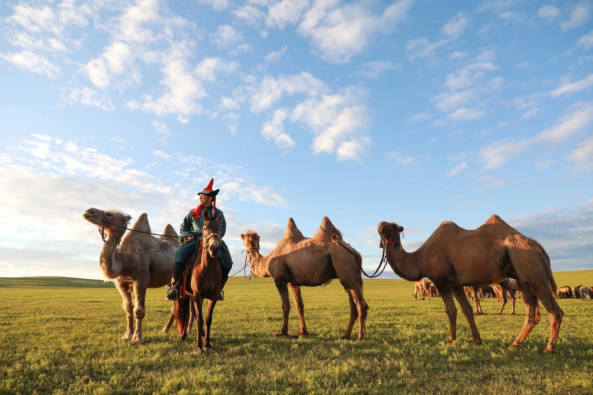 Mongolian man on a Bactrian camel